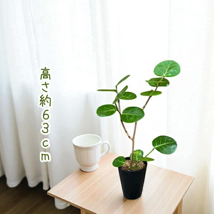 観葉植物現品販売