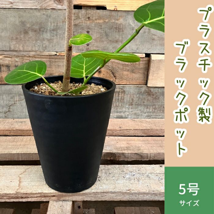 観葉植物現品販売