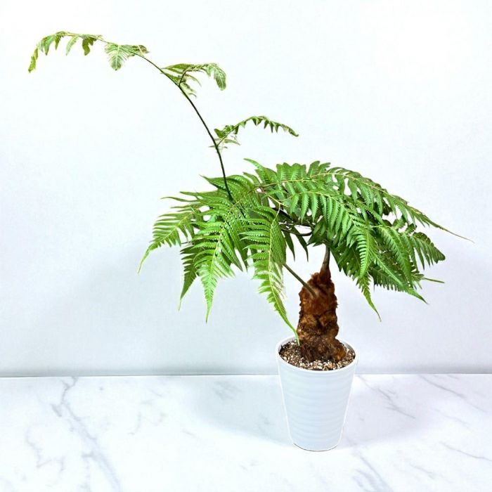 観葉植物現品販売
