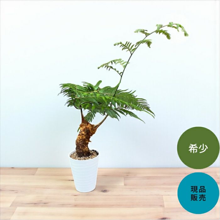 観葉植物現品販売