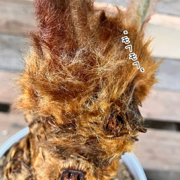 観葉植物現品販売