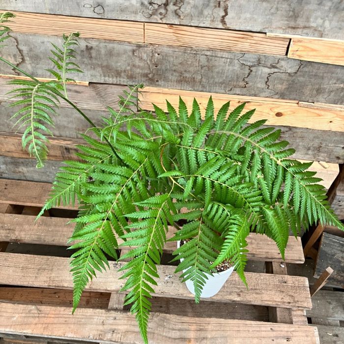 観葉植物現品販売