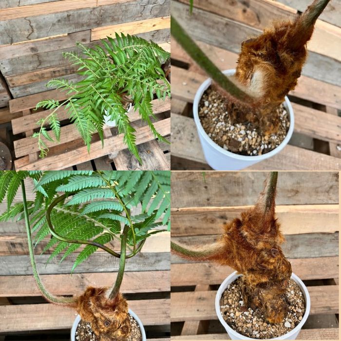 観葉植物現品販売