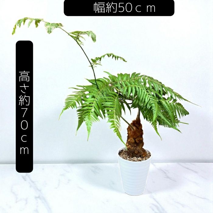 観葉植物現品販売