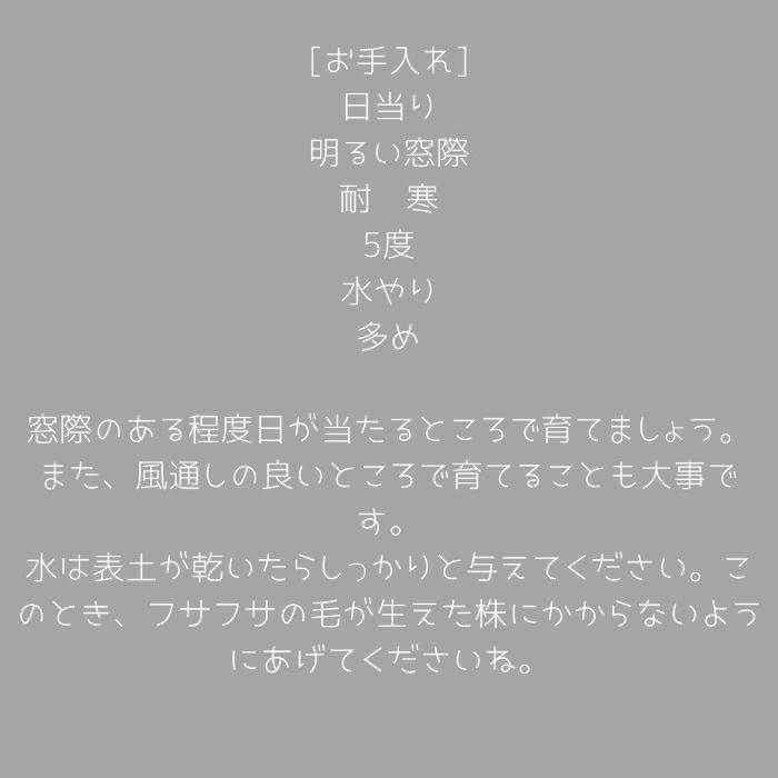 観葉植物現品販売