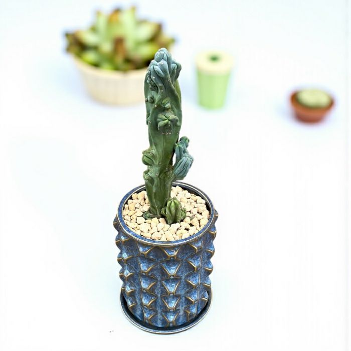 観葉植物現品販売