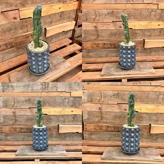 観葉植物現品販売