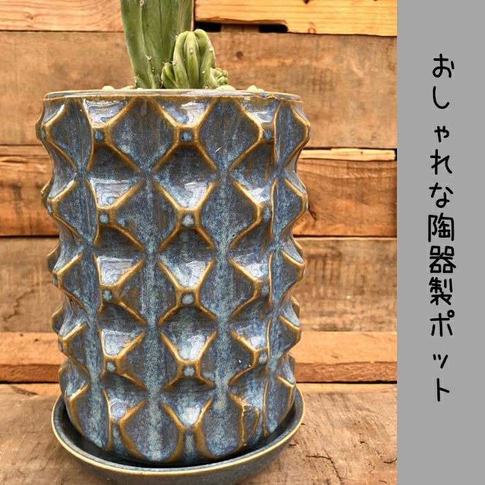 観葉植物現品販売