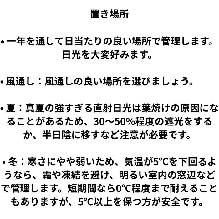 観葉植物現品販売