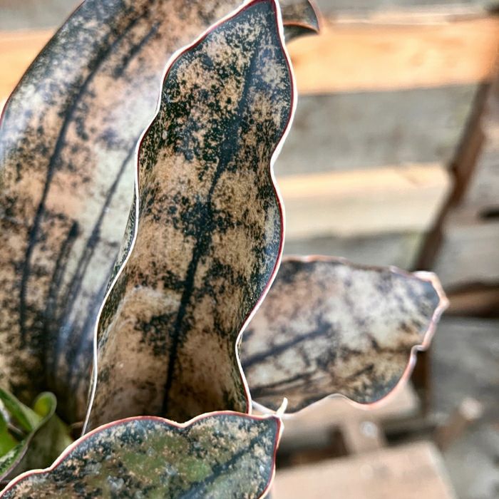 観葉植物現品販売