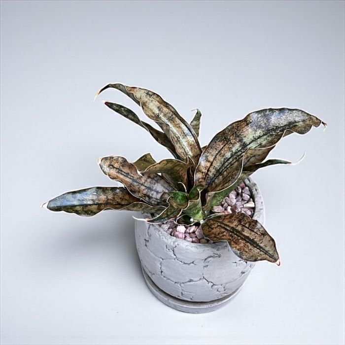 観葉植物現品販売