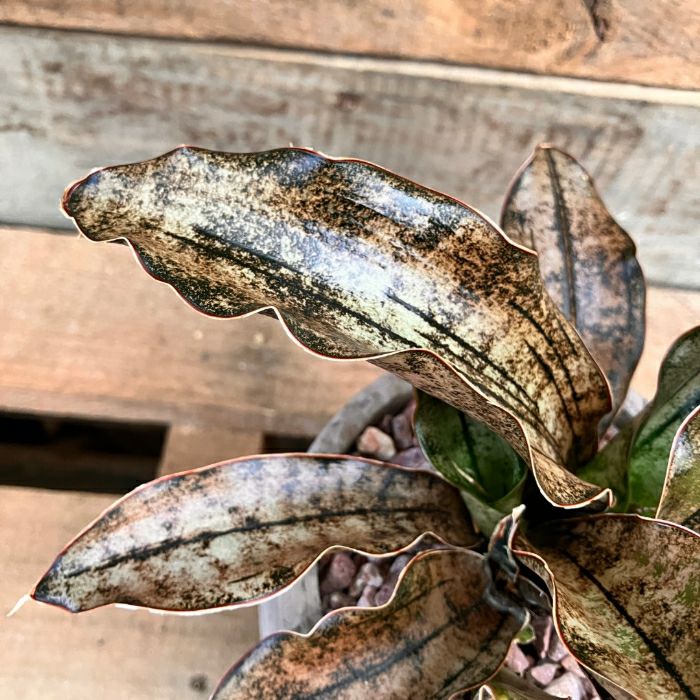 観葉植物現品販売