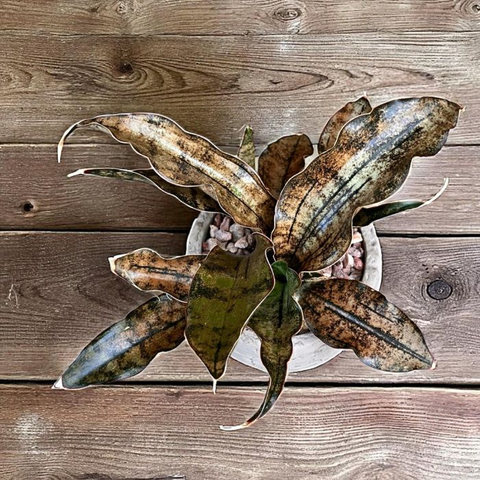 観葉植物現品販売