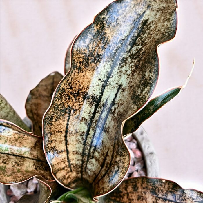 観葉植物現品販売