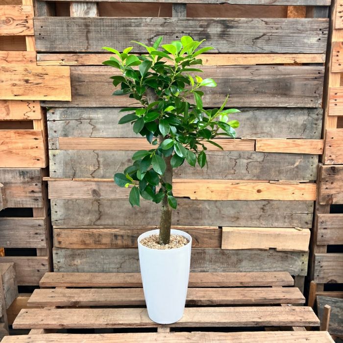 観葉植物現品販売