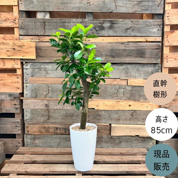 観葉植物現品販売