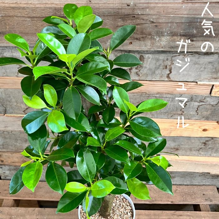 観葉植物現品販売