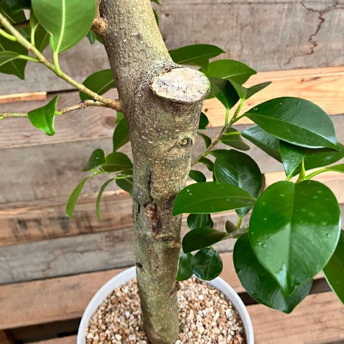 観葉植物現品販売