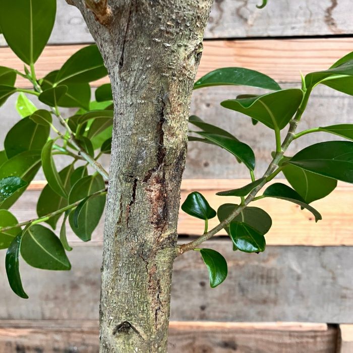 観葉植物現品販売