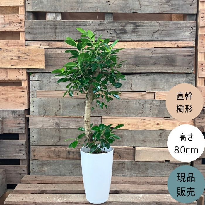 観葉植物現品販売
