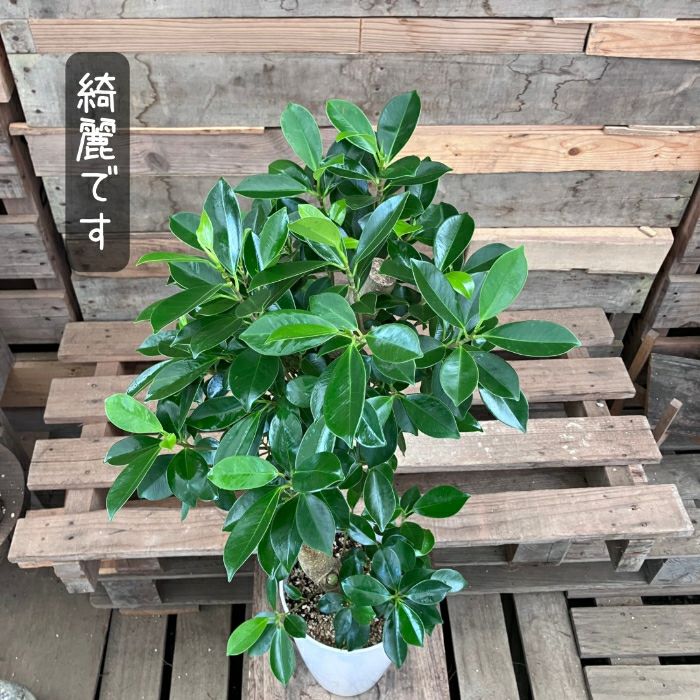 観葉植物現品販売