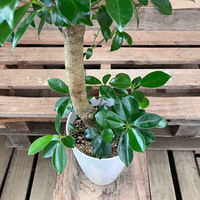 観葉植物現品販売