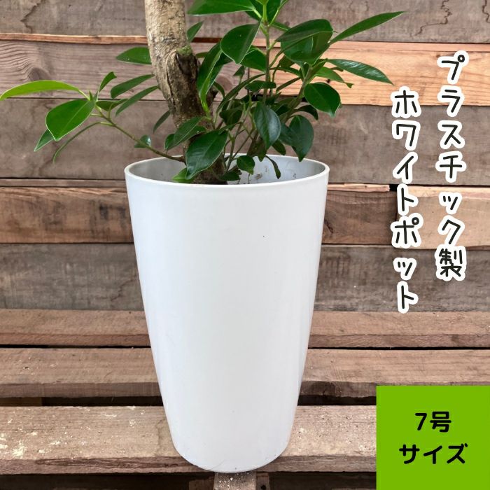 観葉植物現品販売