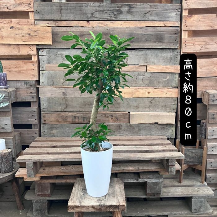 観葉植物現品販売