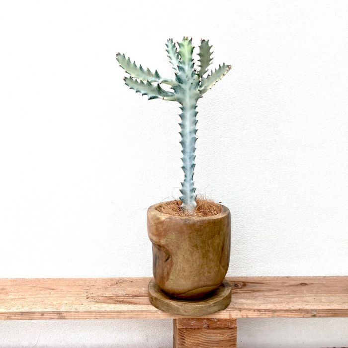 観葉植物現品販売