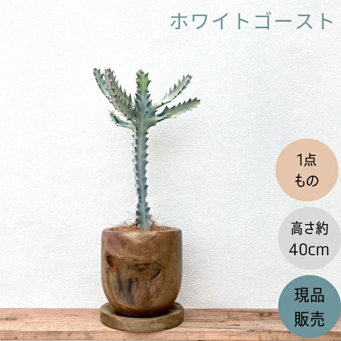観葉植物現品販売