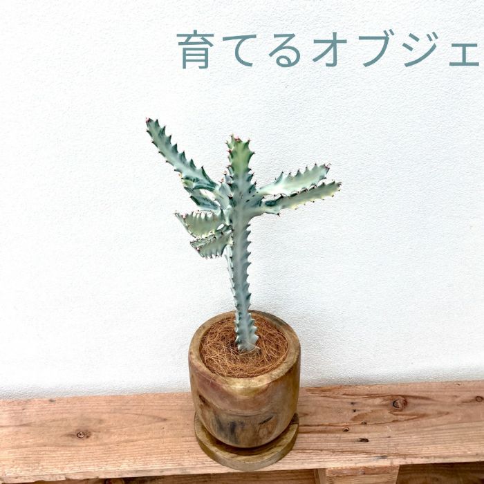 観葉植物現品販売