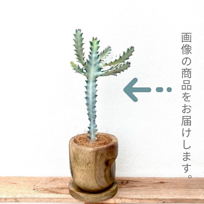 観葉植物現品販売