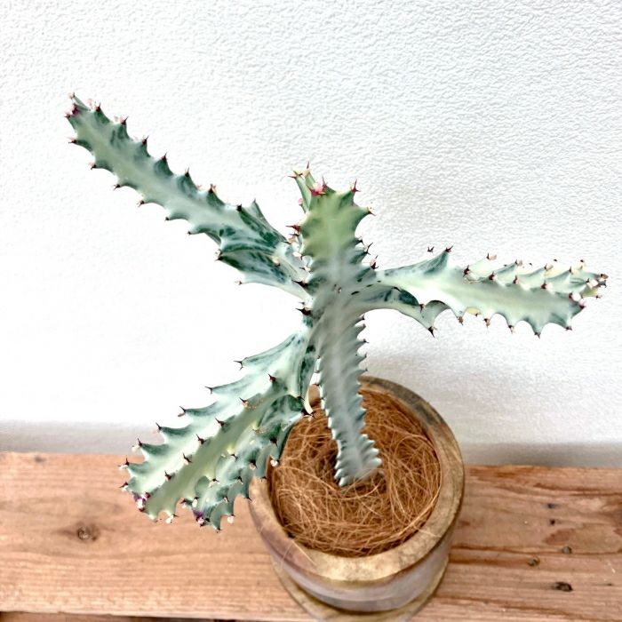 観葉植物現品販売