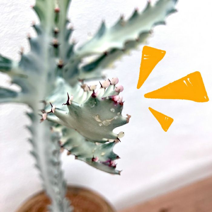 観葉植物現品販売