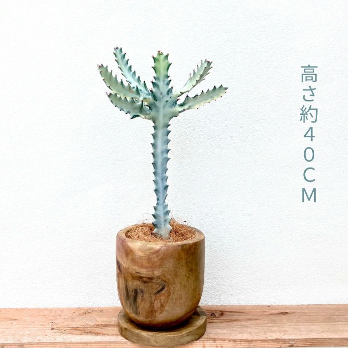 観葉植物現品販売