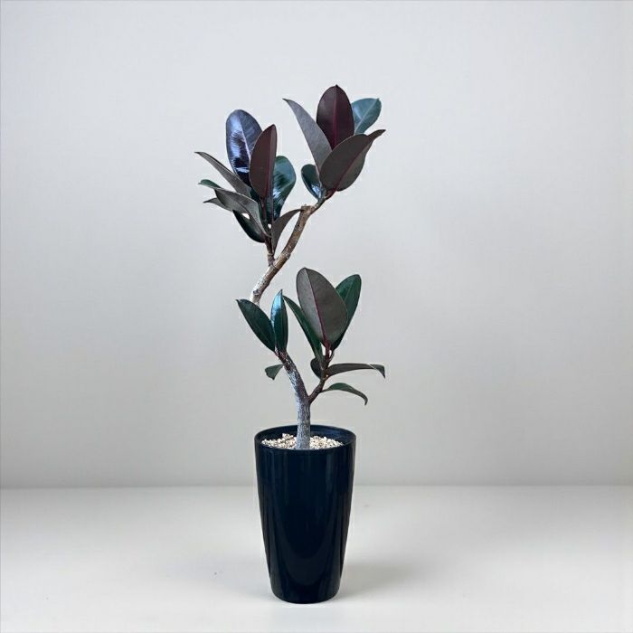 観葉植物現品販売