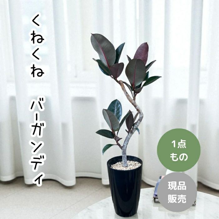 観葉植物現品販売