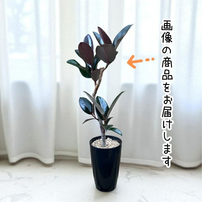 観葉植物現品販売