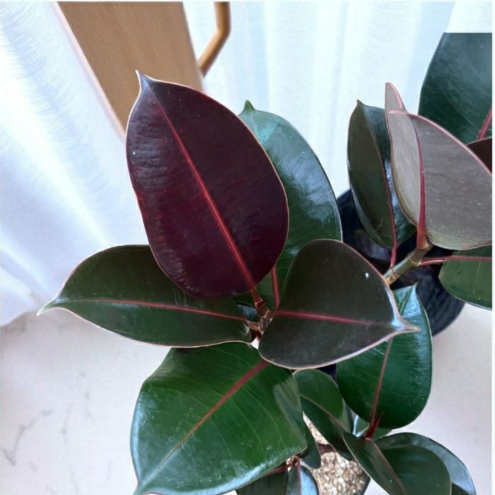 観葉植物現品販売