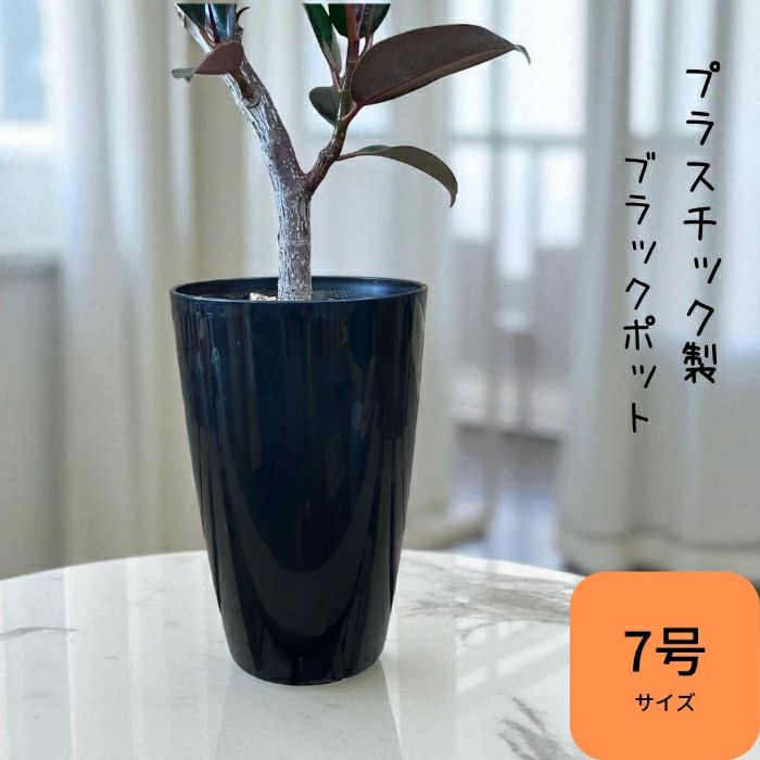 観葉植物現品販売