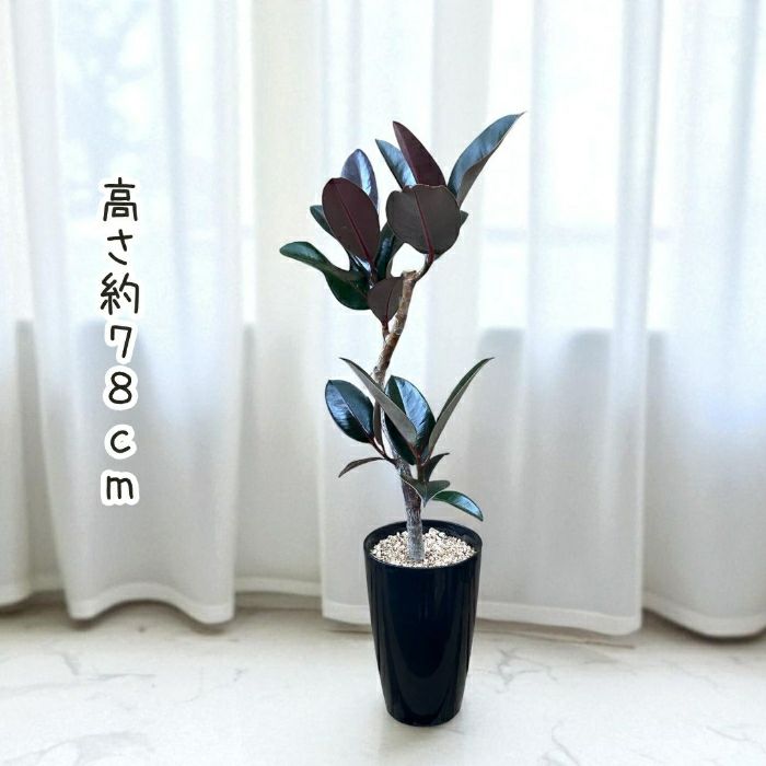 観葉植物現品販売