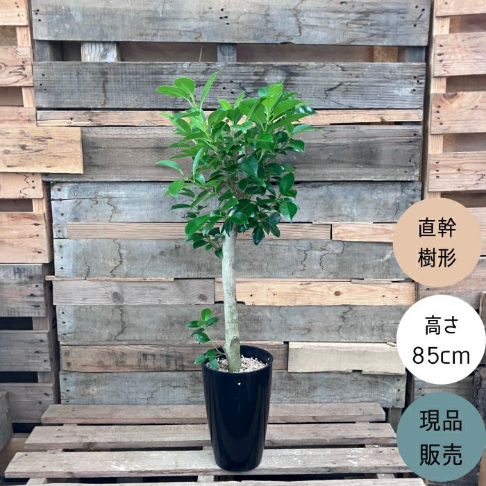 観葉植物現品販売
