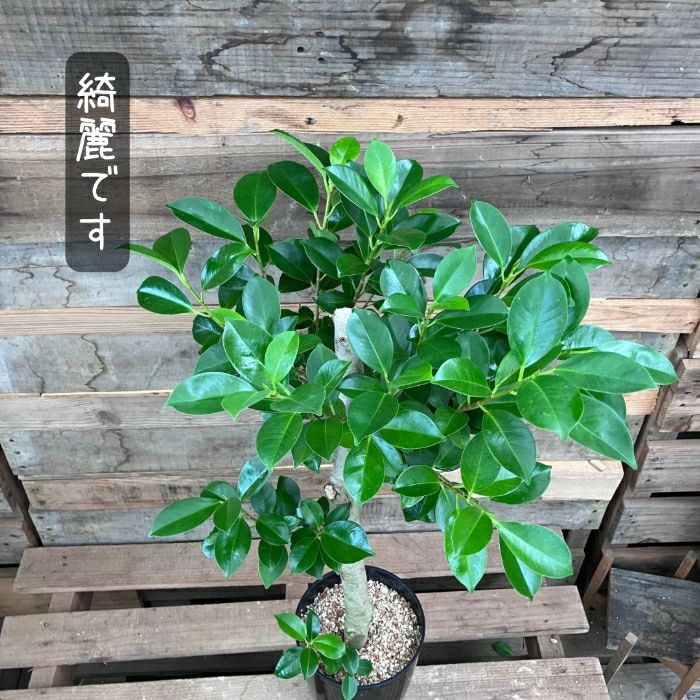 観葉植物現品販売