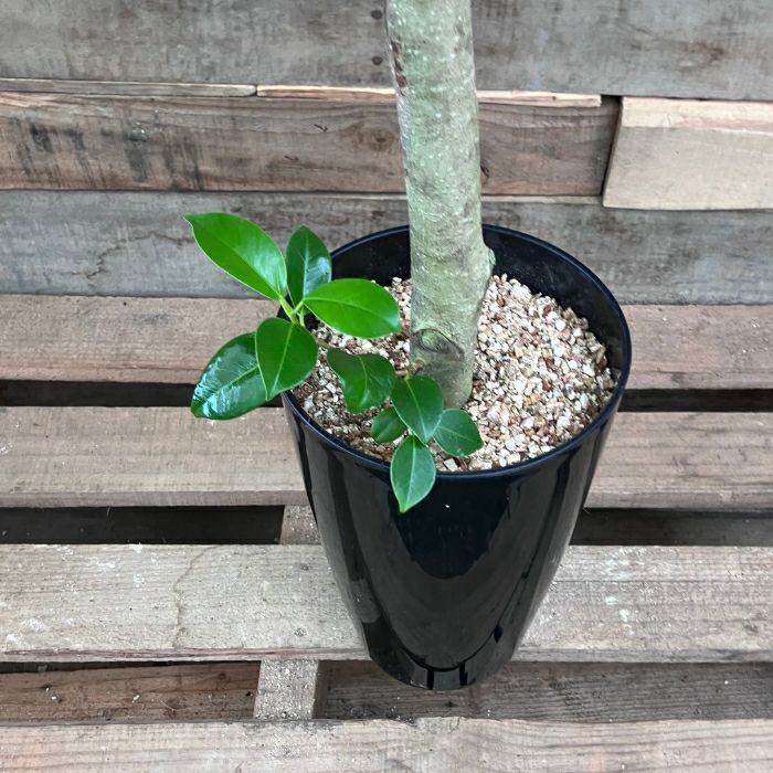 観葉植物現品販売