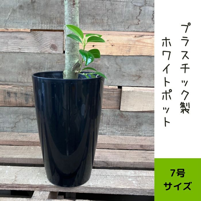 観葉植物現品販売