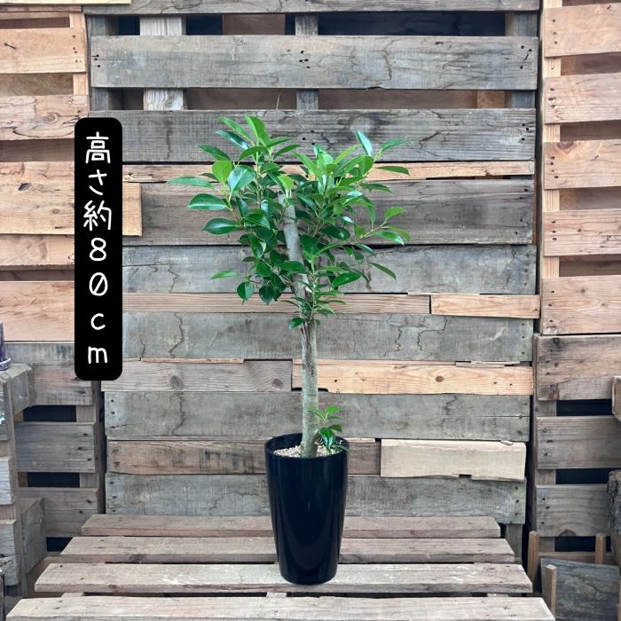 観葉植物現品販売