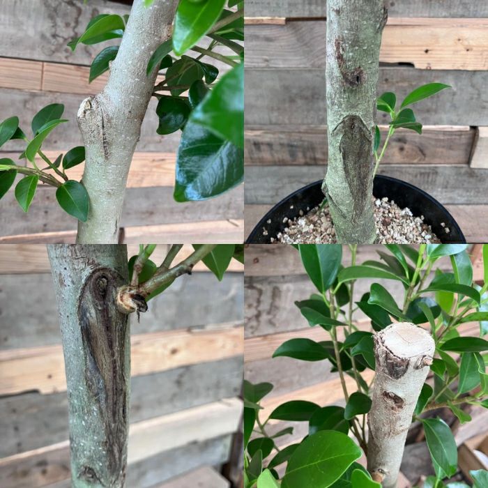 観葉植物現品販売