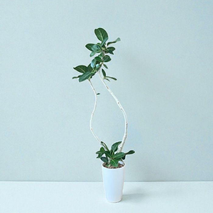 観葉植物現品販売