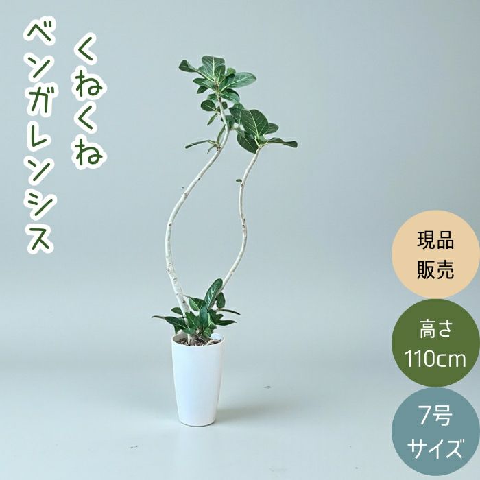 観葉植物現品販売