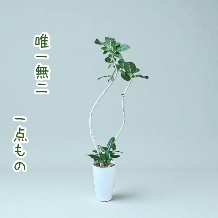 観葉植物現品販売